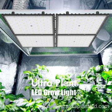 Đèn UV trong nhà Cây rau và Hoa phát triển ánh sáng